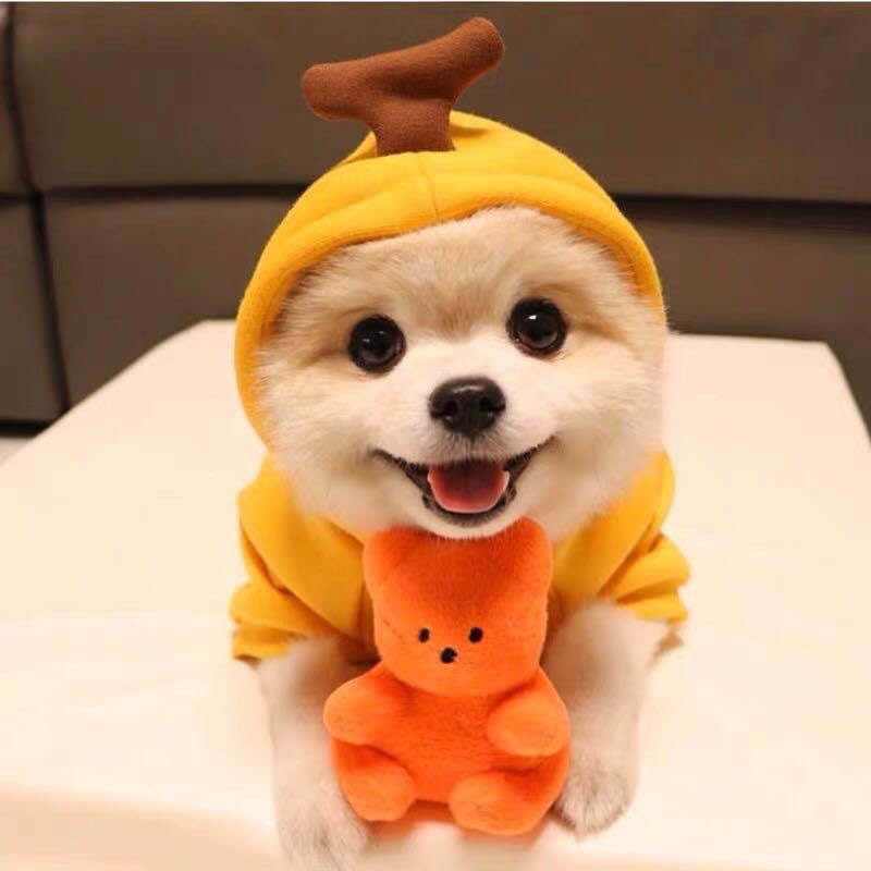 Autumn And Winter Sweatshirt Fleece Change Small Medium-Sized Dogs Cats Pets Teddy Fighting Clothes Supplies