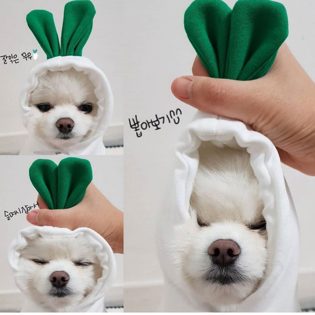 Autumn And Winter Sweatshirt Fleece Change Small Medium-Sized Dogs Cats Pets Teddy Fighting Clothes Supplies