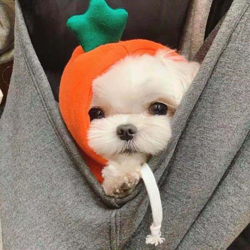 Autumn And Winter Sweatshirt Fleece Change Small Medium-Sized Dogs Cats Pets Teddy Fighting Clothes Supplies